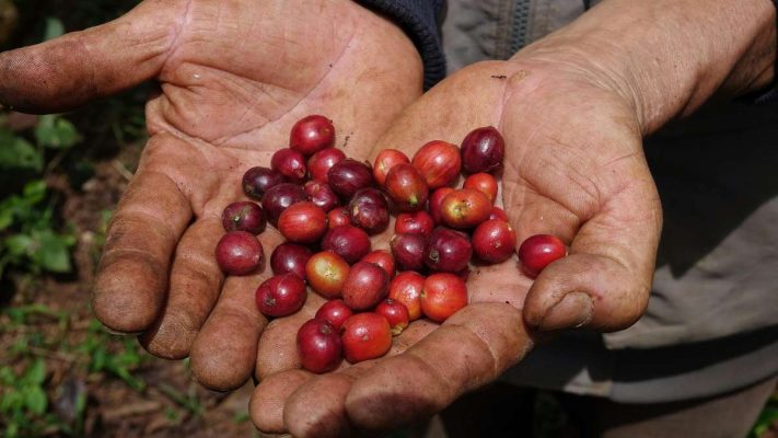 Nông dân thu hoạch cà phê Culi tại Buôn Ma Thuột, thủ phủ cà phê Việt.