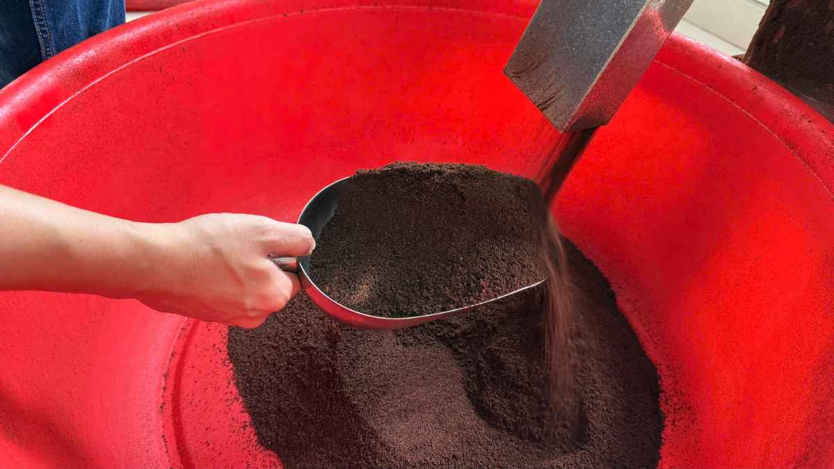 Hạt cà phê phối trộn rang Medium-Dark, giữ vị đậm nhưng dễ uống.