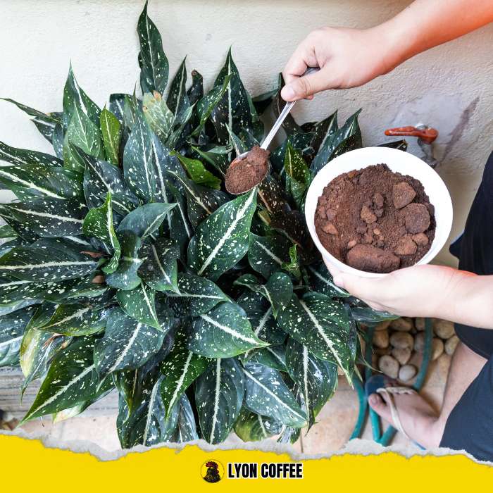 Bã cà phê bón cây có tốt không