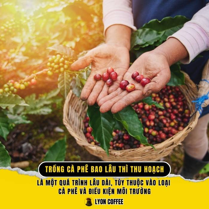 Trồng cà phê bao lâu thì thu hoạch? Những yếu nào tố cần thiết quyết định?