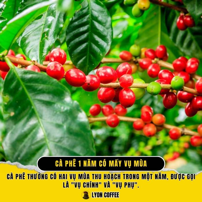 Cà phê 1 năm có mấy vụ mùa? Thời gian cà phê thu hoạch vào tháng mấy?