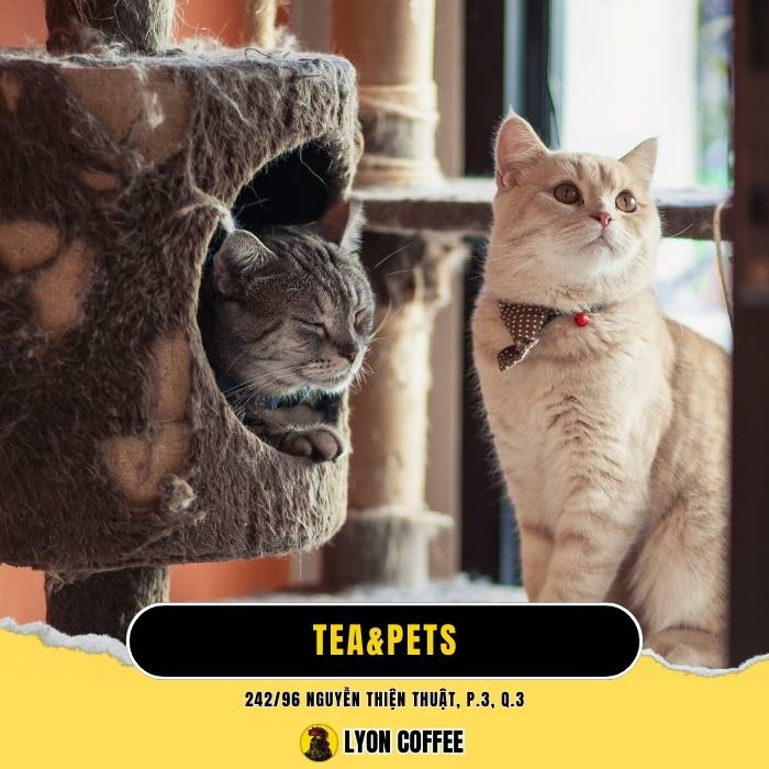 Tea & Pets - Quán cà phê chó mèo ở Quận 3 TPHCM