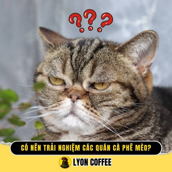 Đảm bảo bạn thực sự yêu thú cưng và quan tâm đến việc chăm sóc pet