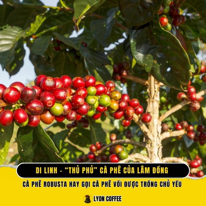 Di Linh - “thủ phủ” cafe của Lâm Đồng
