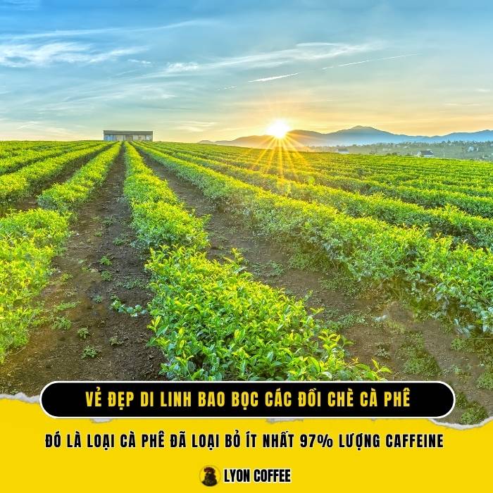 Vẻ đẹp Di Linh bao bọc các đồi chè cà phê