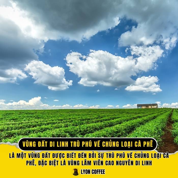 Vùng đất Di Linh trù phú về chủng loại cà phê