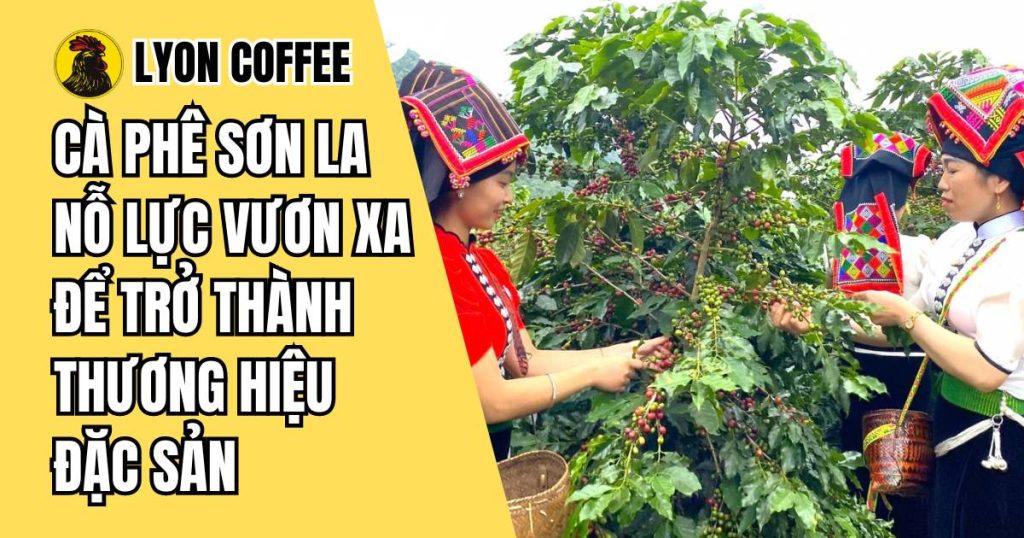 cà phê Arabica Sơn La