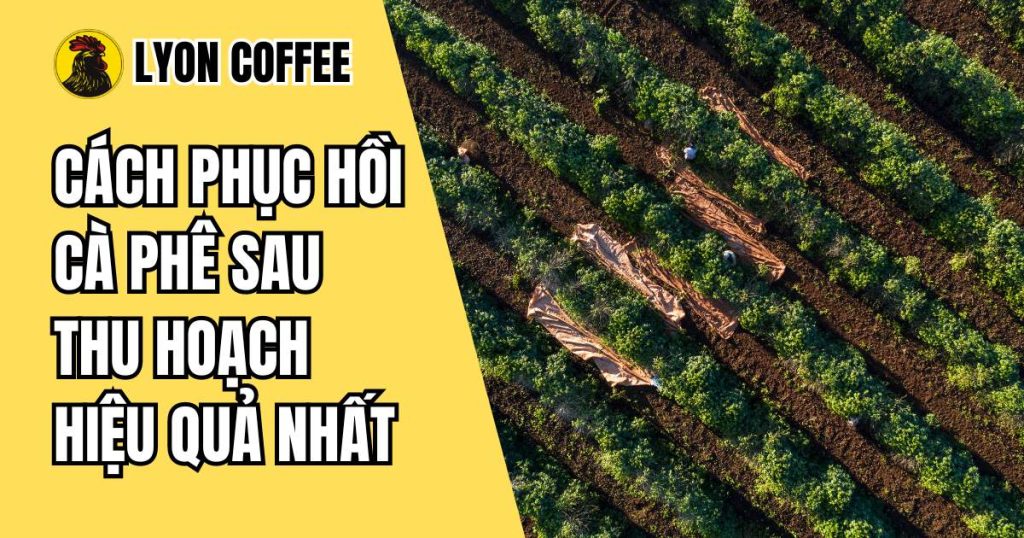 Cách phục hồi cà phê sau thu hoạch hiệu quả nhất