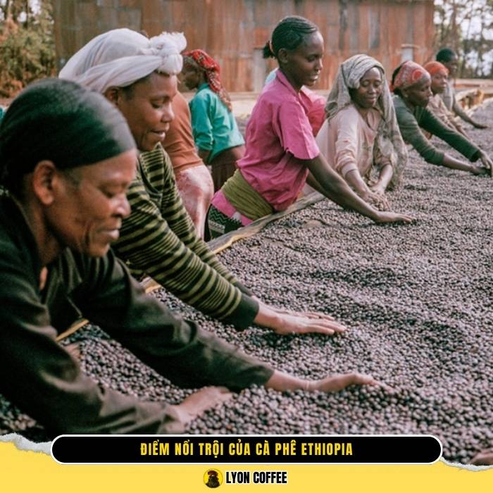 Điểm nổi trội của cà phê Ethiopia là gì