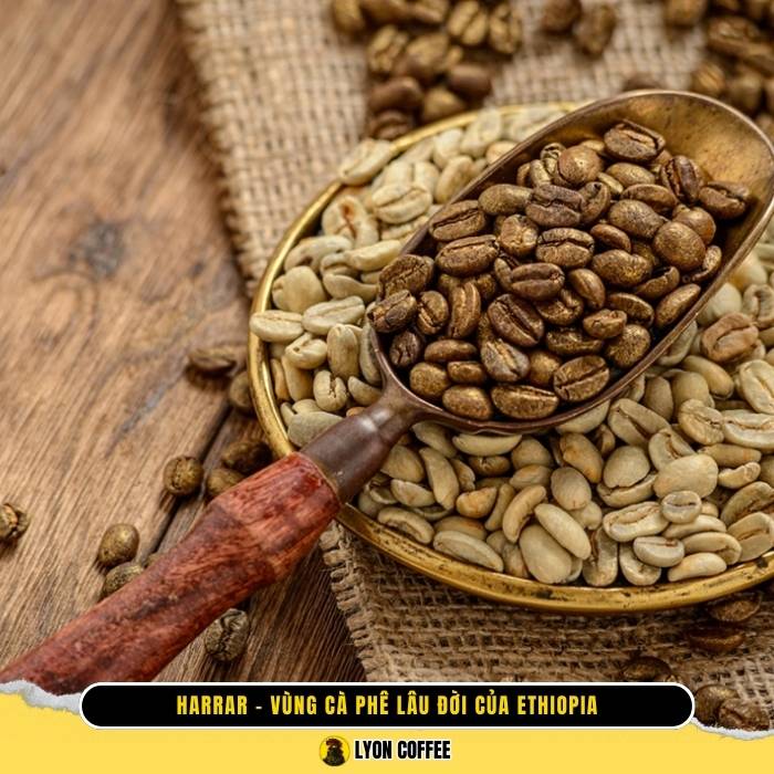 Cà phê Harrar Ethiopia