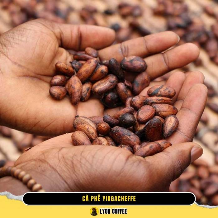  Cà phê Yirgacheffe Ethiopia