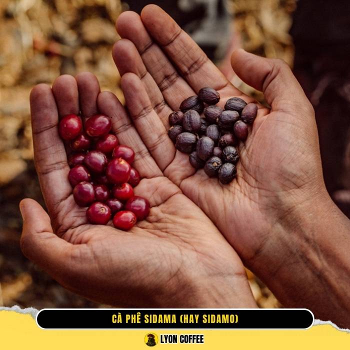 Sidama (hay Sidamo) Ethiopia