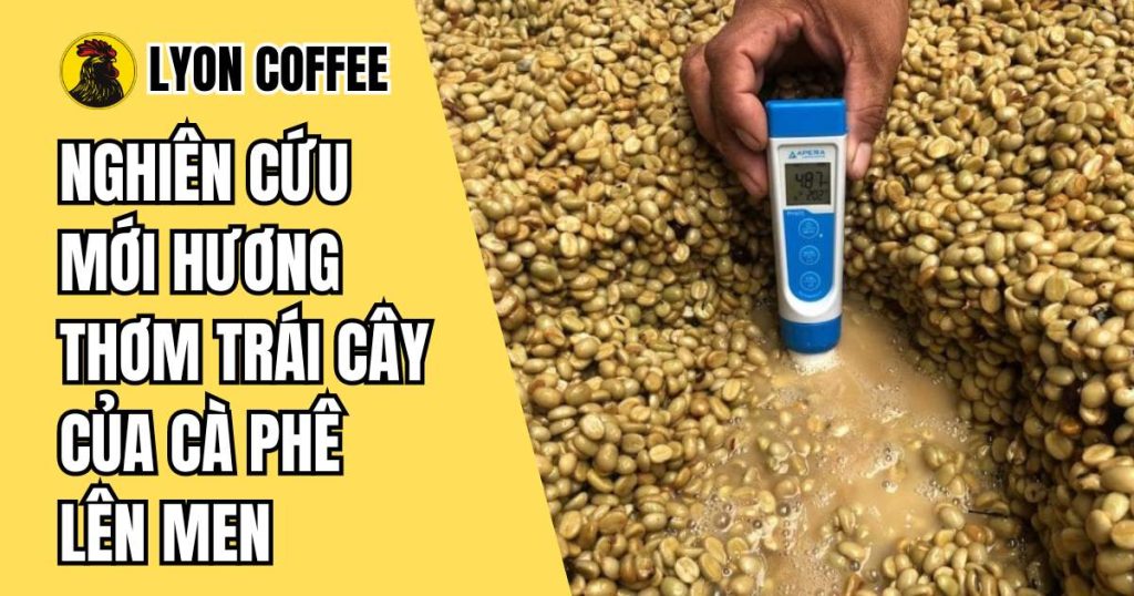 hương vị trái cây trong cà phê lên men