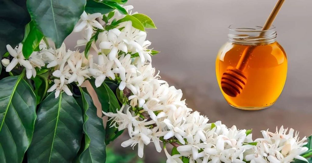 Đánh giá mật ong cà phê tác dụng với sức khỏe