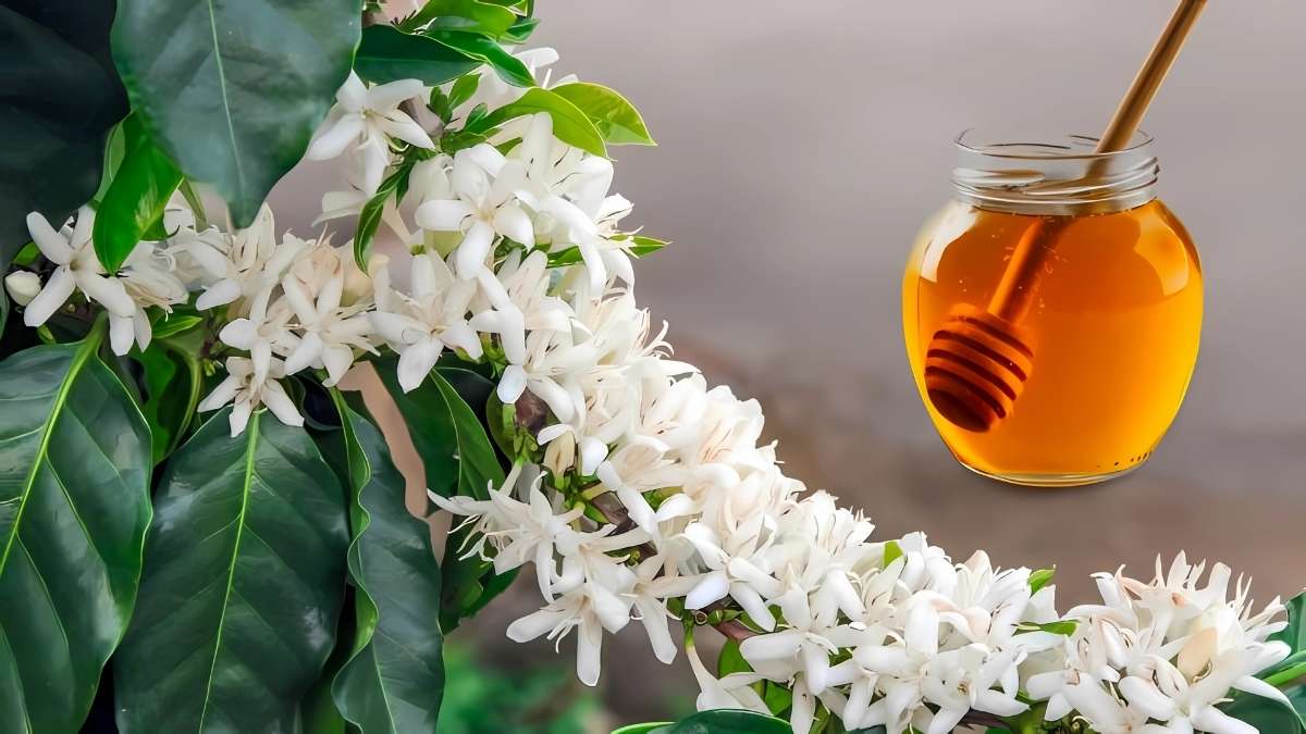 Đánh giá mật ong cà phê tác dụng với sức khỏe