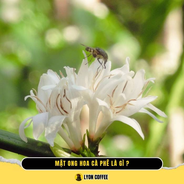Mật ong hoa cà phê là gì?