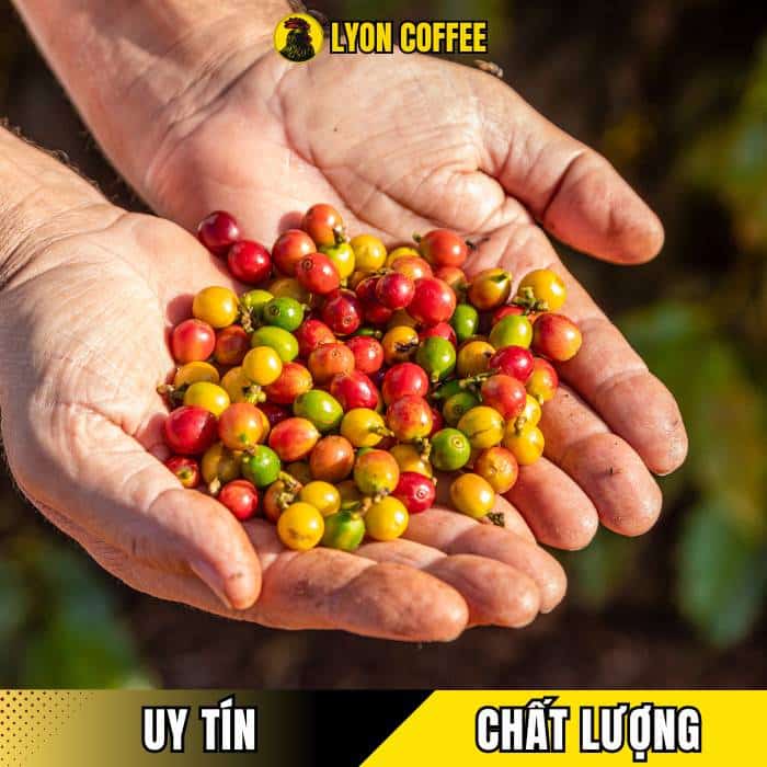 Địa chỉ mua cafe nguyên chất uy tín