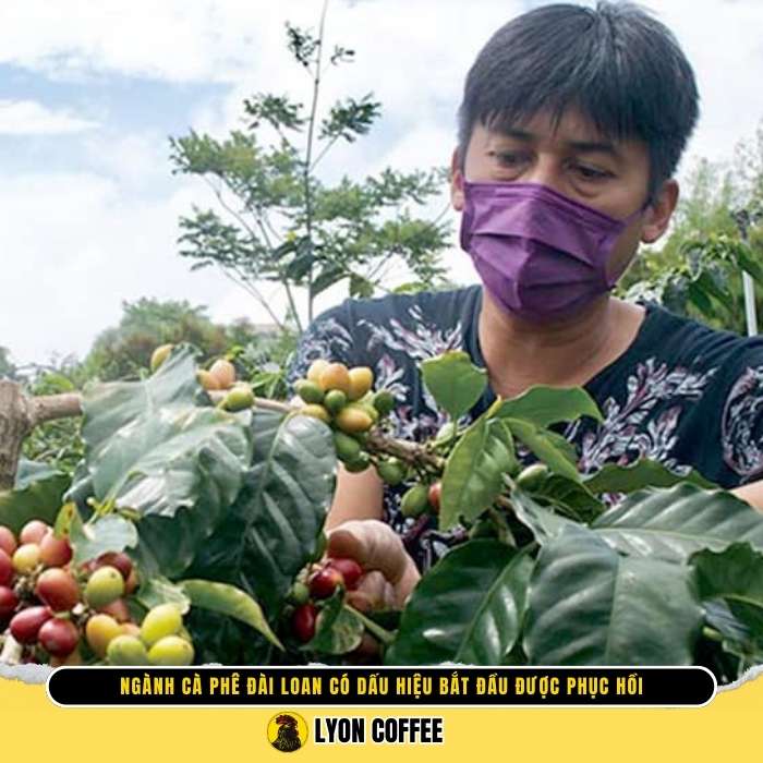 Cơ hội và dự báo tương lai ngành cà phê Đài Loan