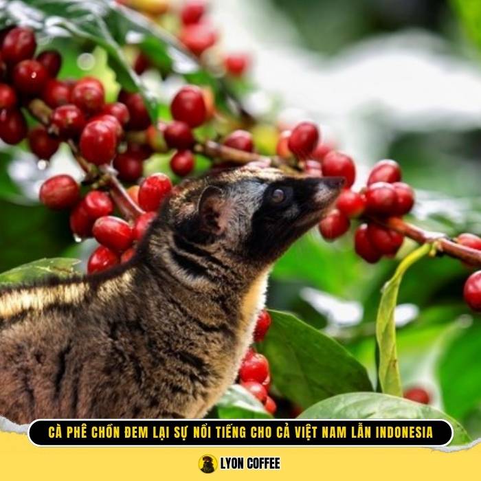 Cà phê chồn Indonesia đem lại sự nổi tiếng cho cả Việt Nam