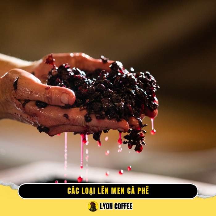 Các loại lên men cà phê