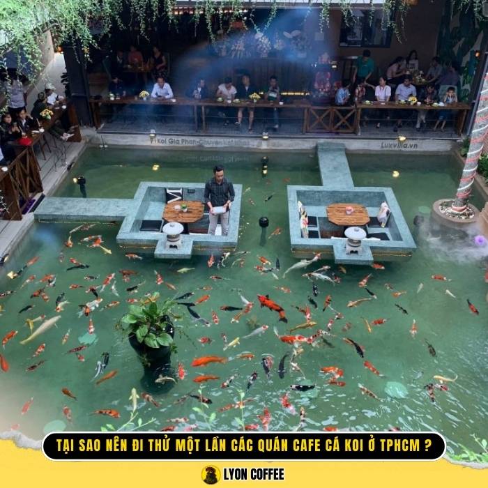 Tại sao nên đi thử một lần các quán cafe cá koi ở TPHCM?