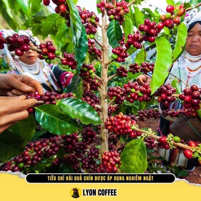 Tầm quan trọng của việc hái quả chín
