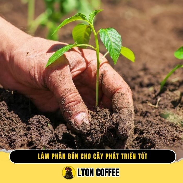 Làm phân bón cho cây phát triển tốt